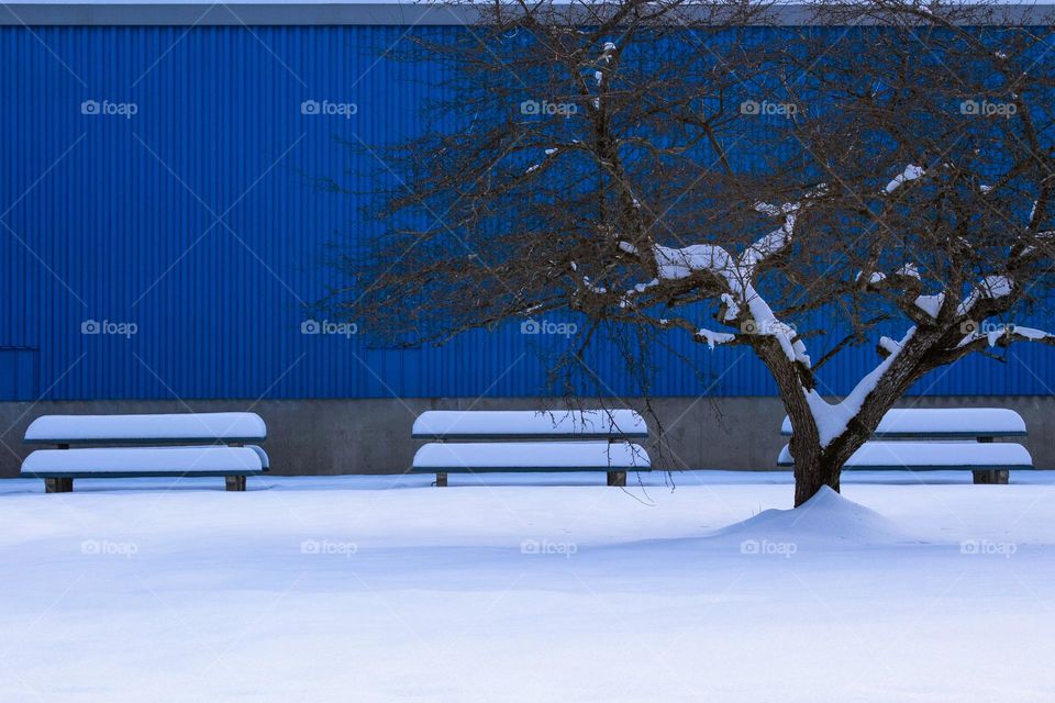 A blue wall. The side of a blue building in the middle of winter with a tree and three picnic tables covered in snow.