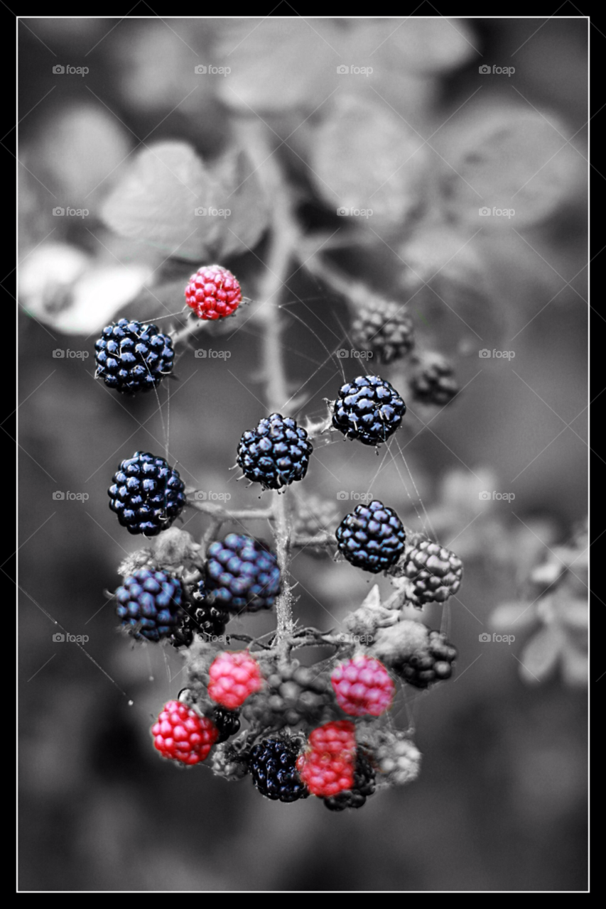 flora nature red black by mojo26