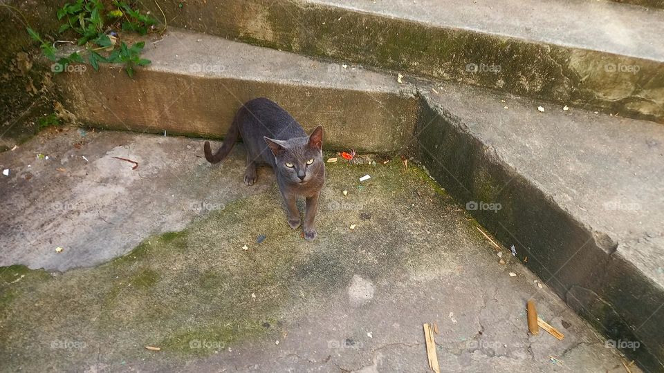 Gato cinza em tons de cinza