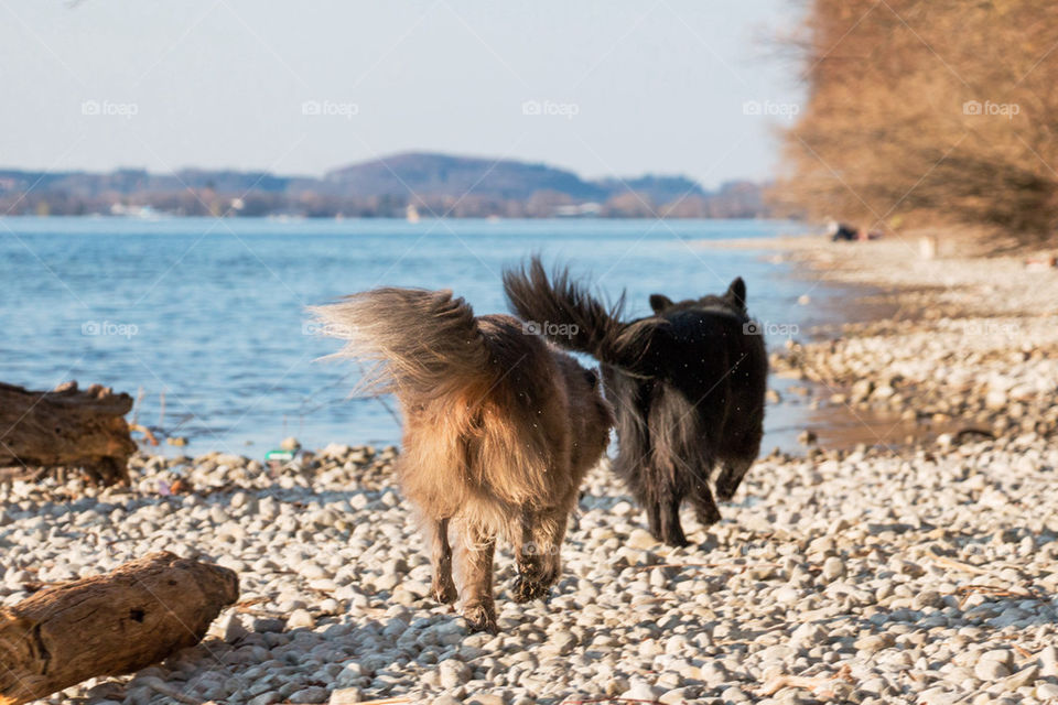 Close-up of dogs running on beach