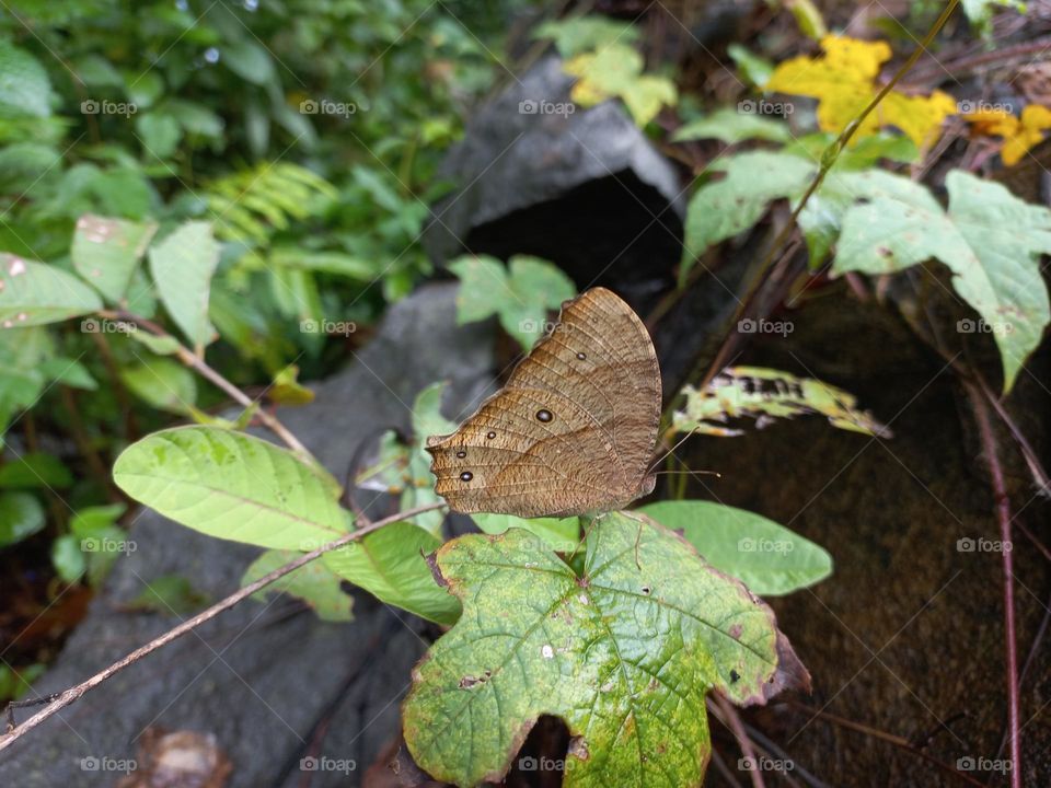 The dark brown night butterfly is a species of butterfly found flying at dusk