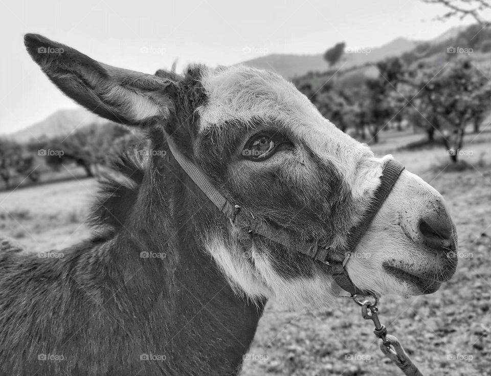 Photograph taken in January walking my dear young donkey through our field, so that he can enjoy tasting the grass and the ripest oranges.