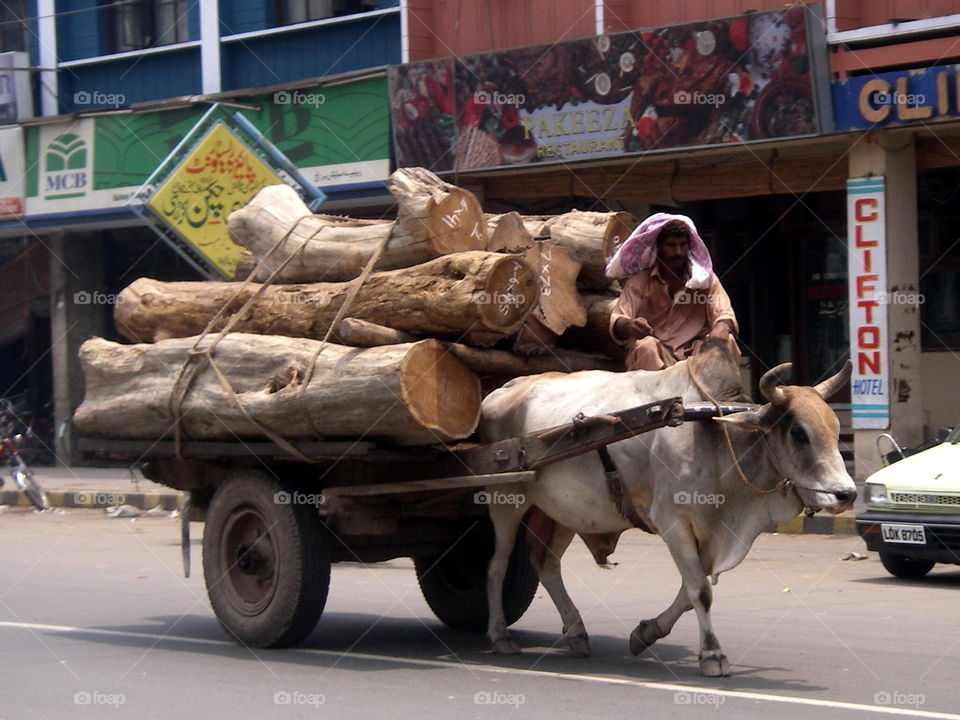 Ox and cart carrying large logs, Lahore, Pakistan