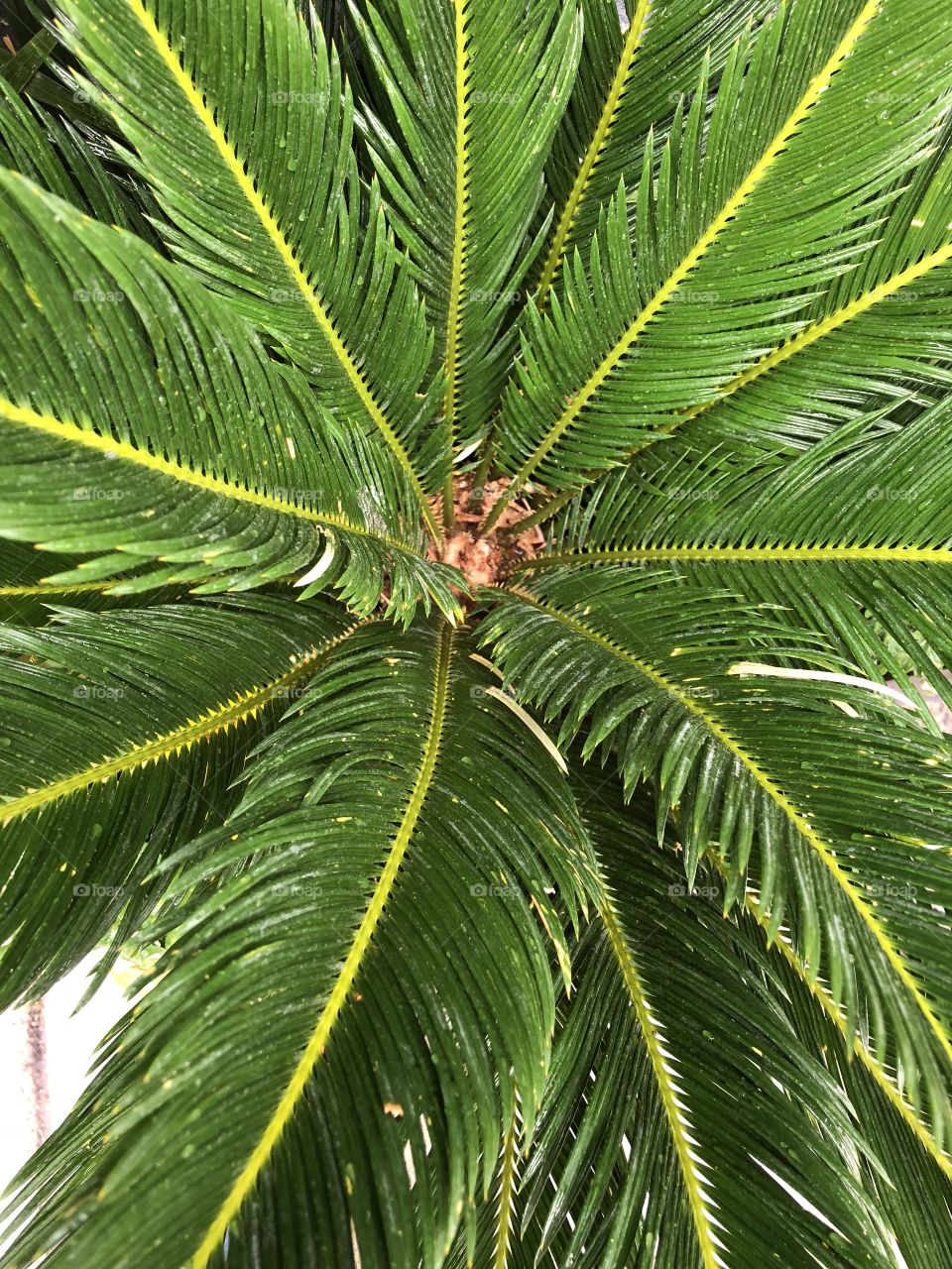 Small Palm tree in the rain 
