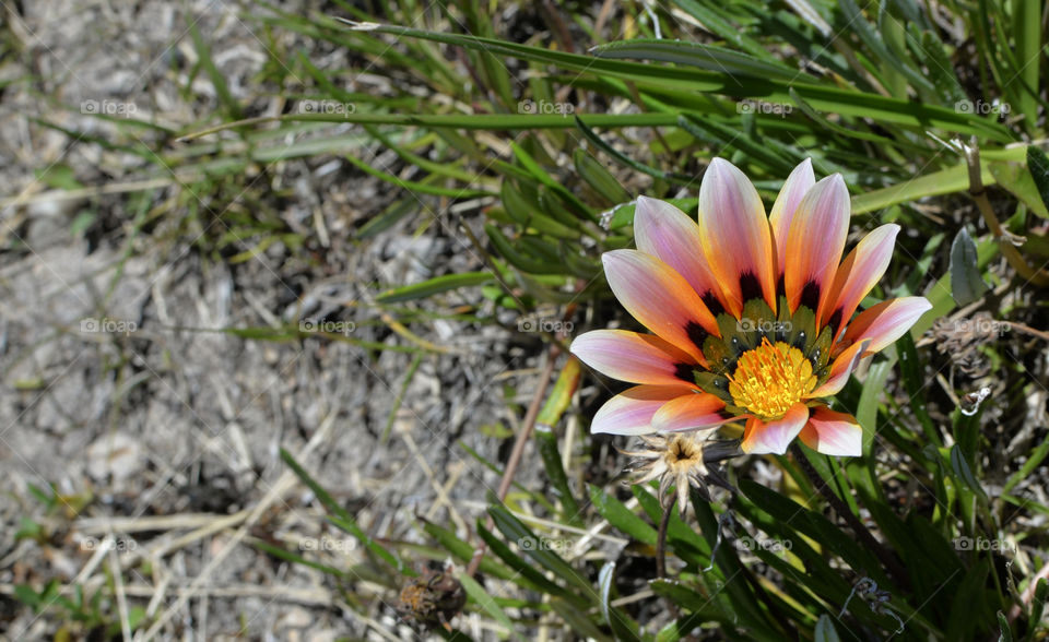 Beautifully colored flower in the grass