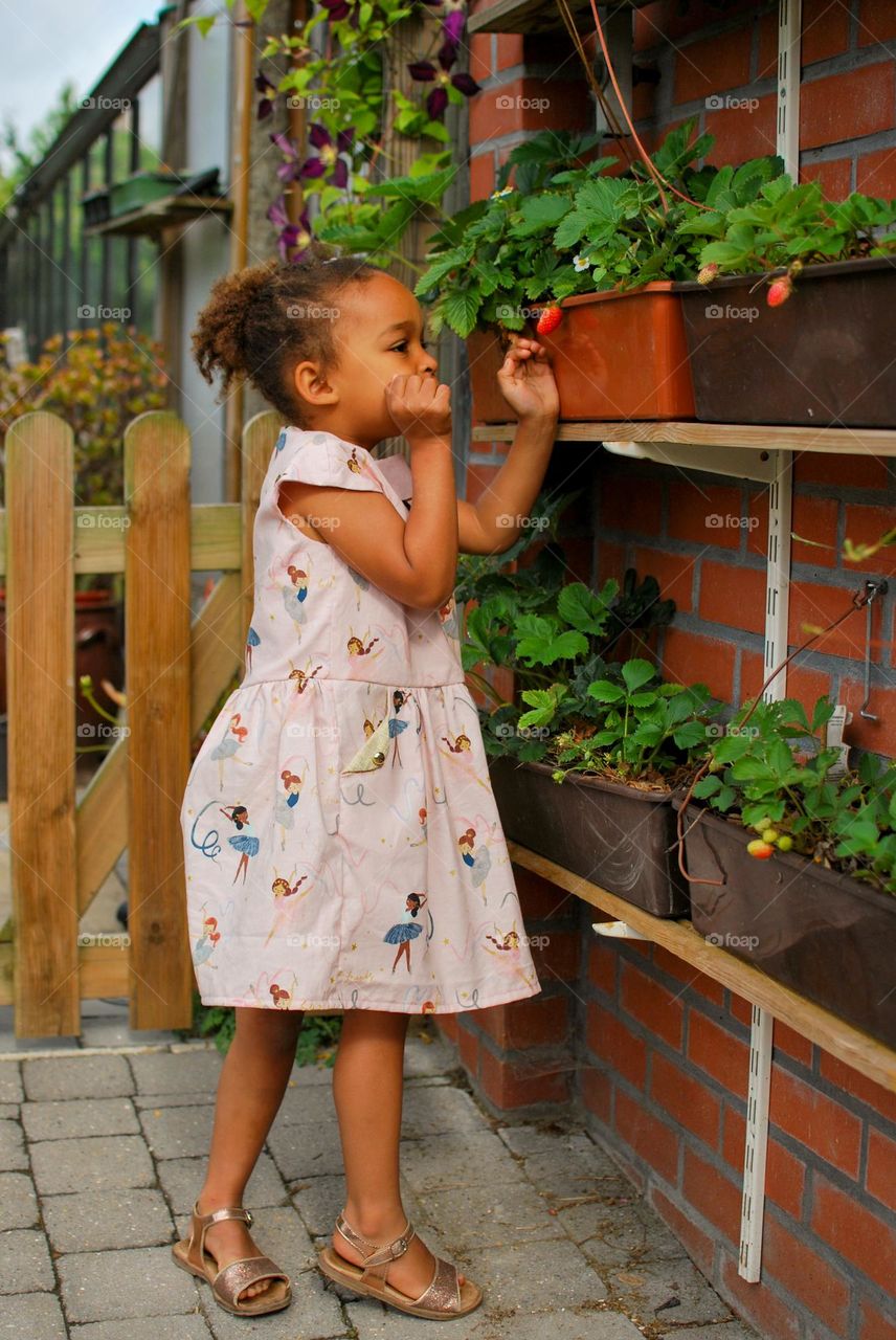 Little girl picking strawberries