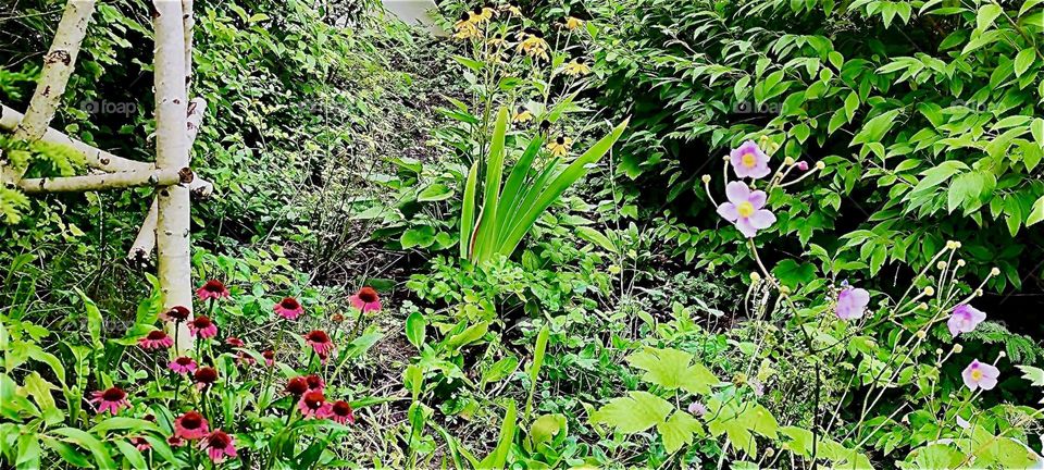 These beautiful lush green natural flowers and weeds are growing freely in a garden in “Bavaria”, Germany to be admired by all. 2023. Hypnotic Productions