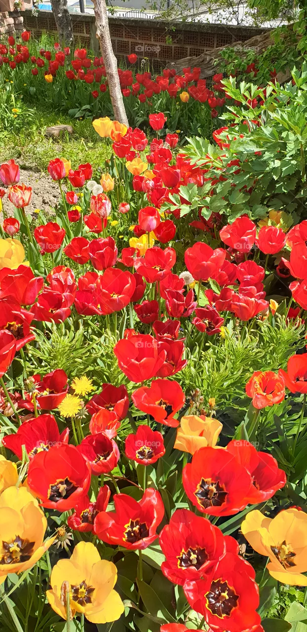 beautiful tulips