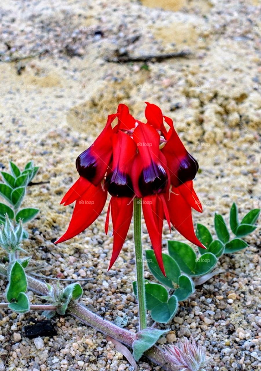 Swainsona formosa, Sturt's Desert Pea