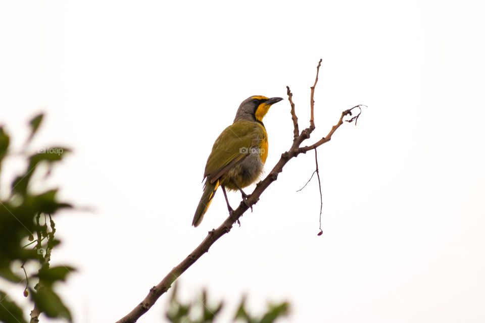 Bokmakierie perched on a branch