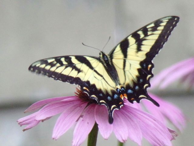 tiger Swallowtail sitting on a purple coneflower.
