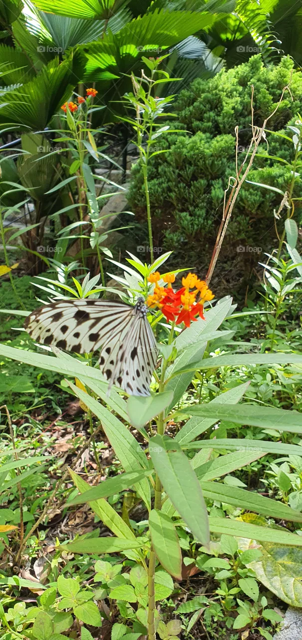butterfly