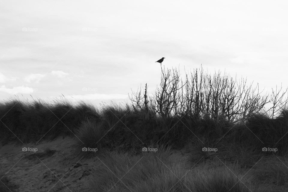 Bird perched on a bush at the beach 