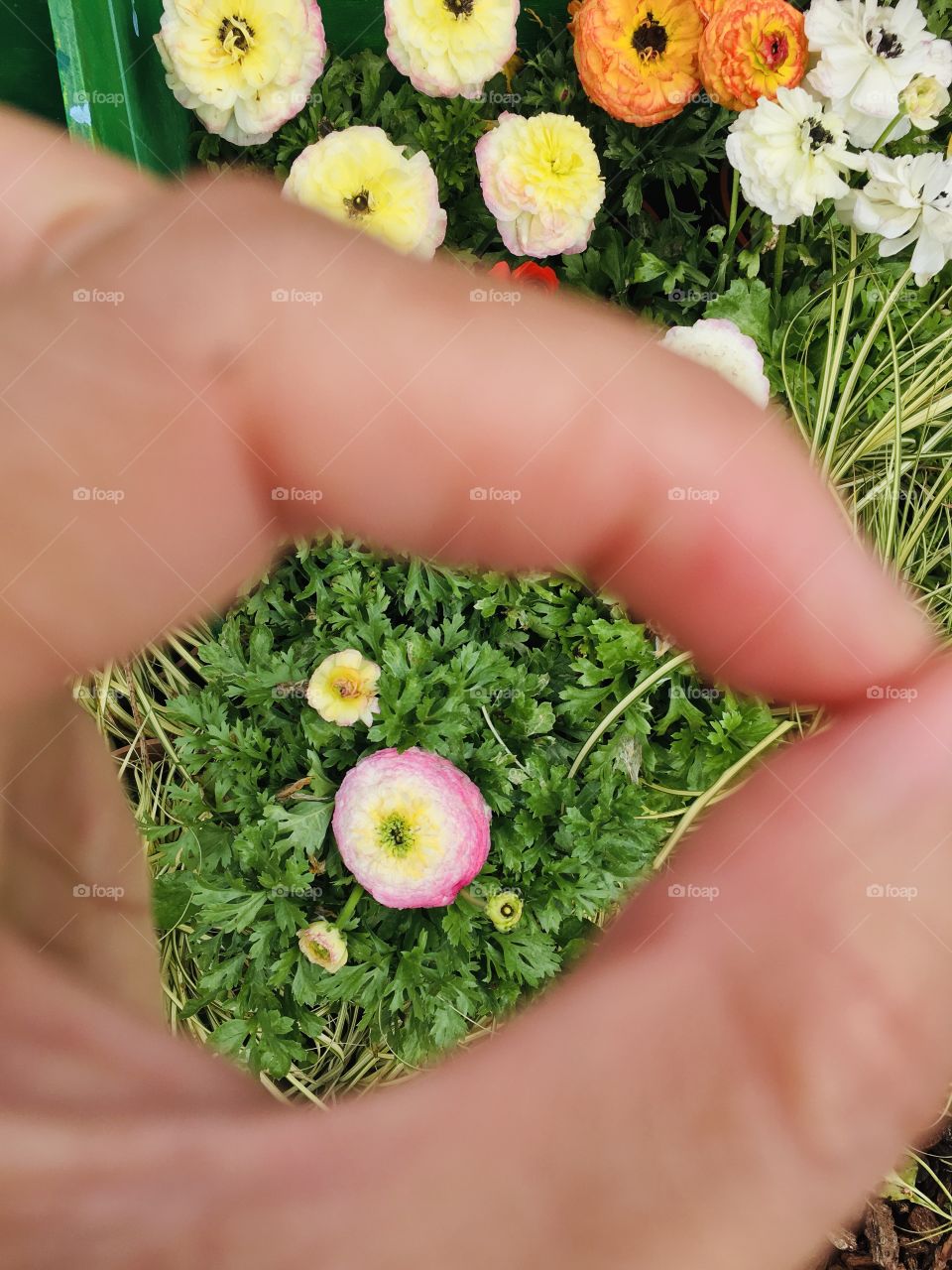 This photo was taken during the display of flower species located in Shilin District, Taiwan 