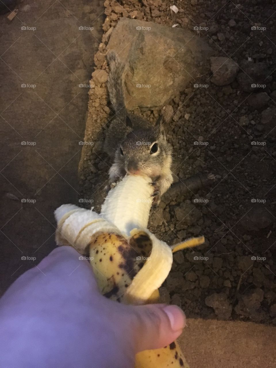 A baby California ground squirrel with blue eyes enjoying a delicious banana dinner! She balances on her hind legs and grasps the fruit with her long claws.