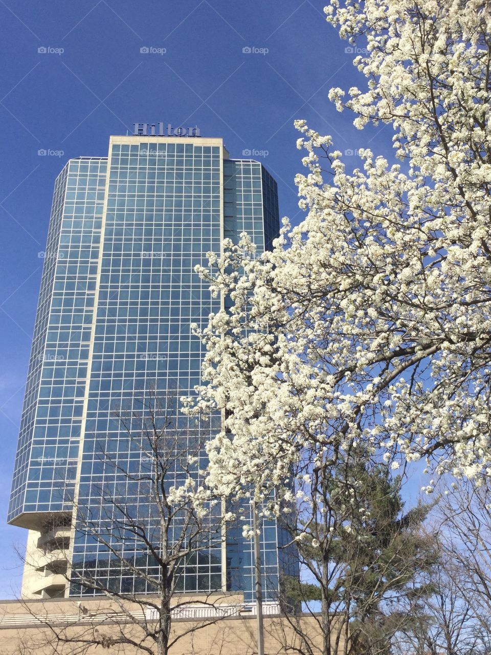 Love Spring in Alexandria Va 