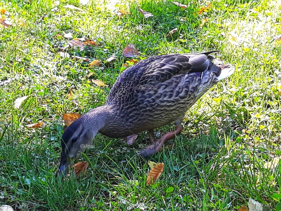 Wild duck on the green grass