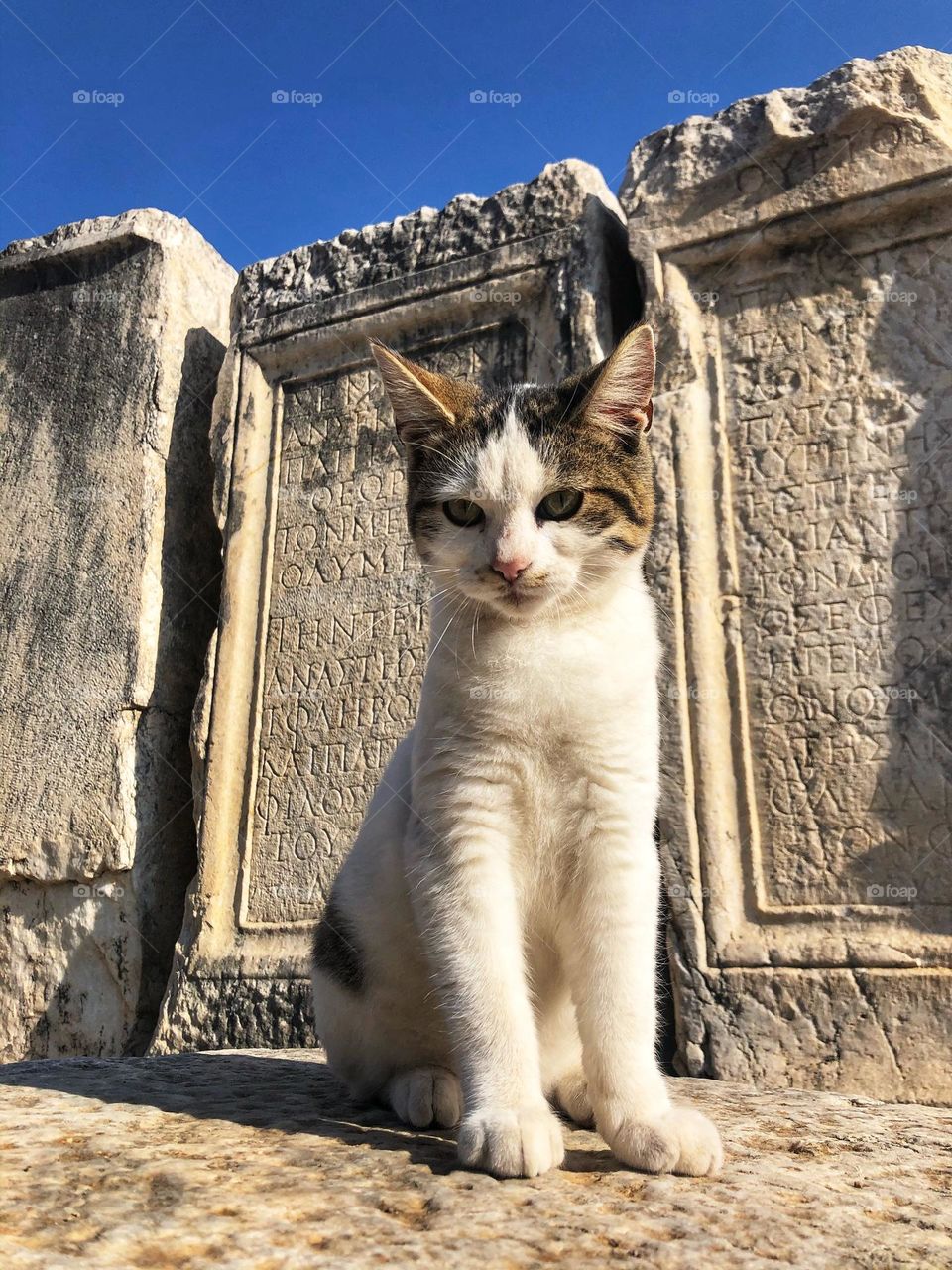 Turkish cat in ancient archaeological park jn Turkiye.