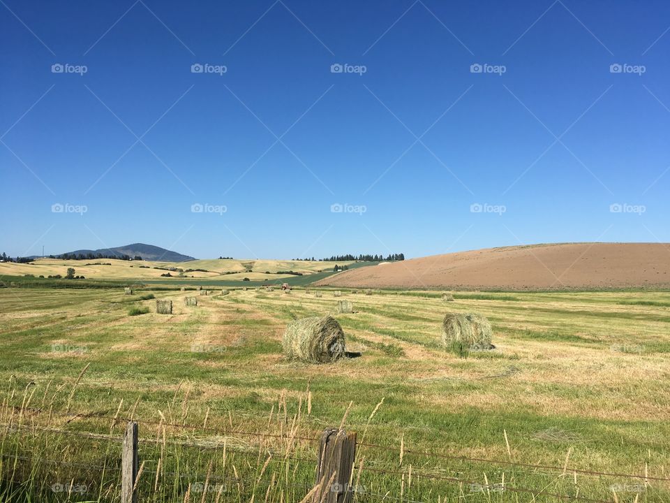 Summer hay field 