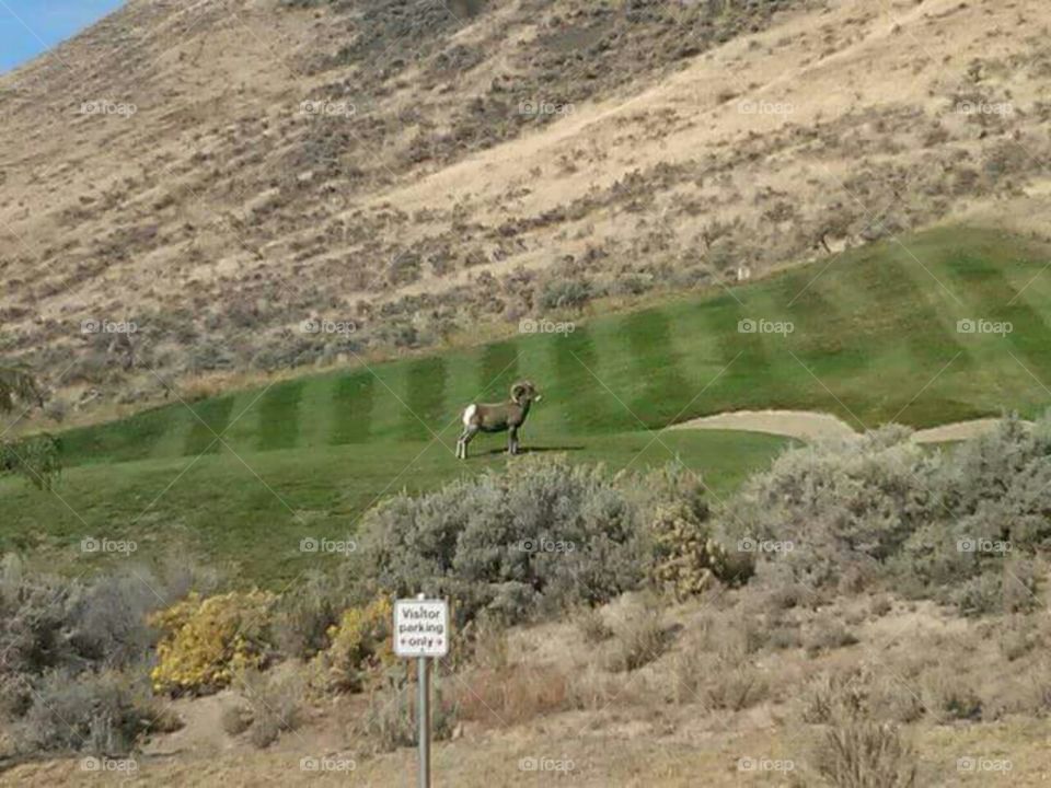 Big horn sheep on golf course.