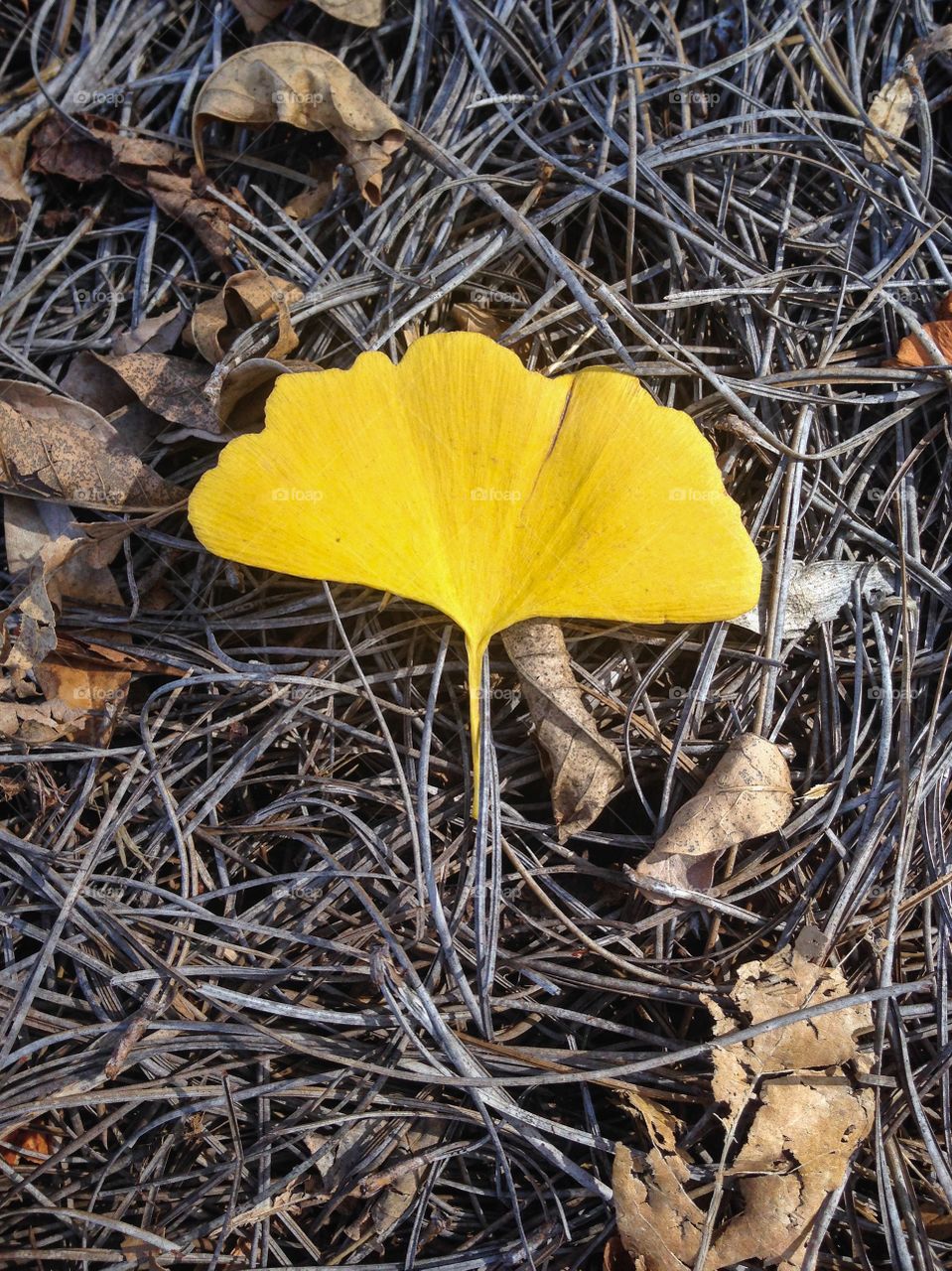 Yellow ginkgo leaf