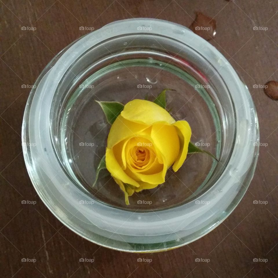 Yellow Rosebud. Fallen rosebud, enjoyed a little bit longer