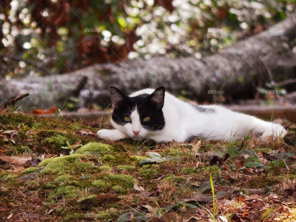 untamed cat in a city park in Georgia