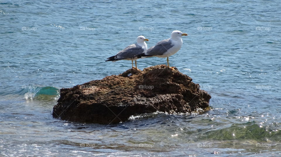 Seagulls on the rock