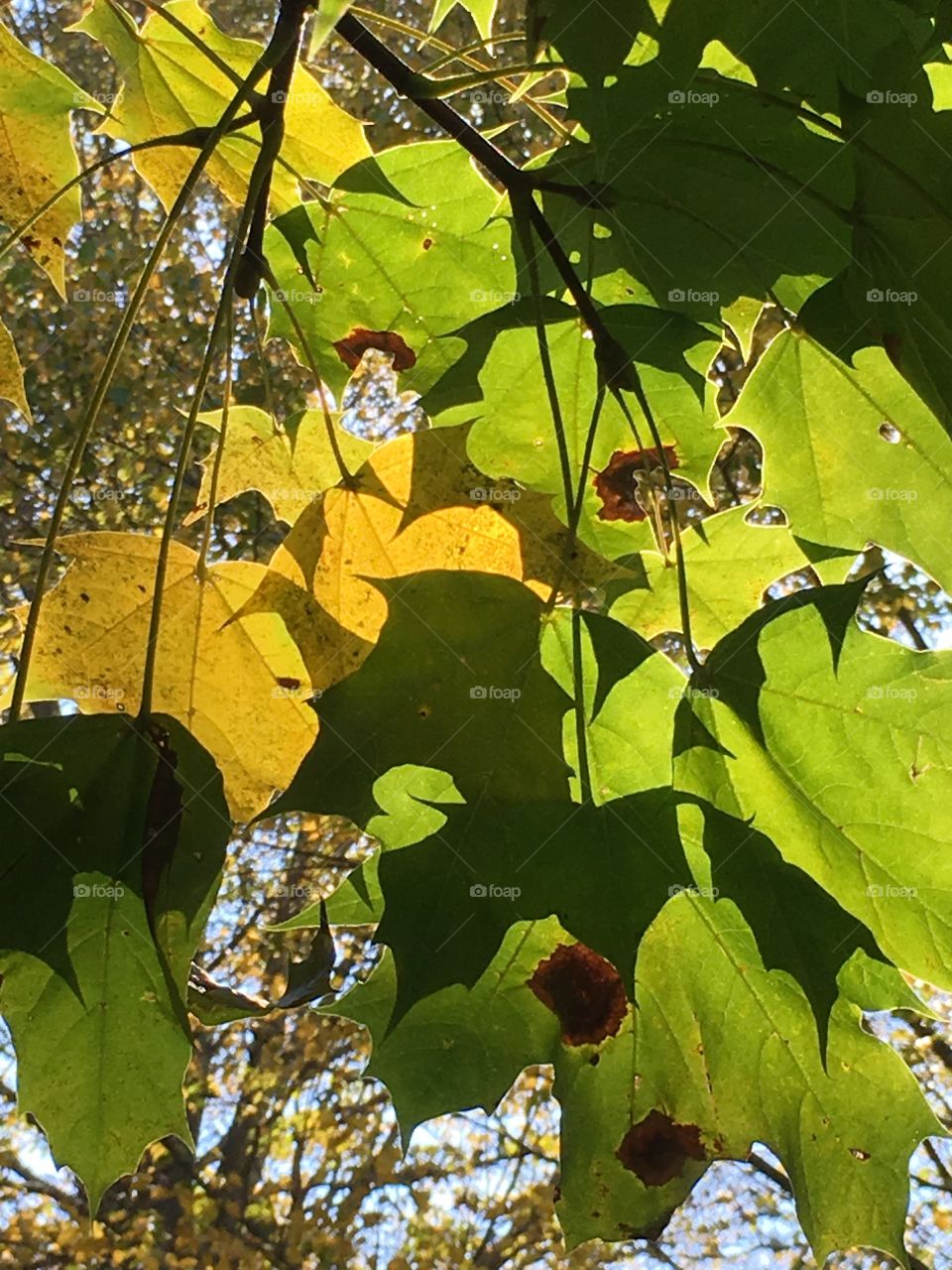 Light and shadow leaves