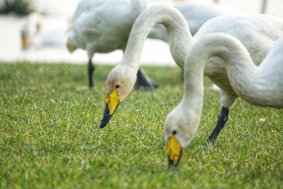 Swans! Most are monogamous and stay together for life. Courtship behavior is rich, male and female will tend to make the same action, but also considerate of each other's feathers.