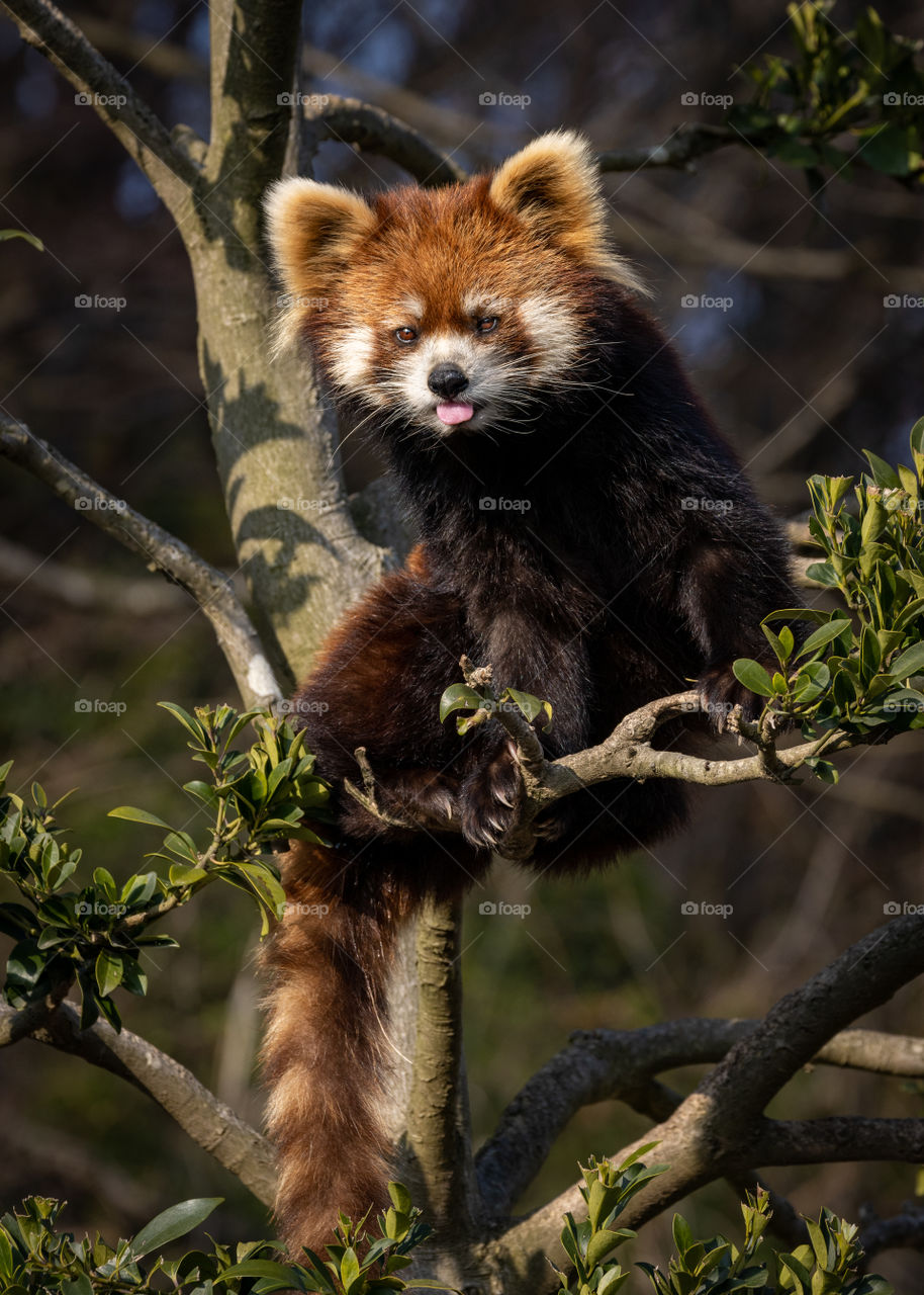 Red panda