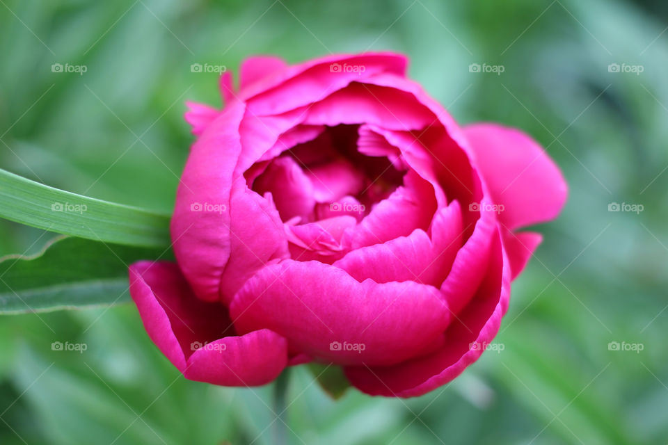 Peony, peonies, roses, pink, red, white, flowers, bouquet, summer, sun, nature. Landscape, still-life, village, flowerbed, plant, vegetation, grass, decor, fluffy, fluffy flowers, bulk flowers, plush flowers, petals, buds, leaves