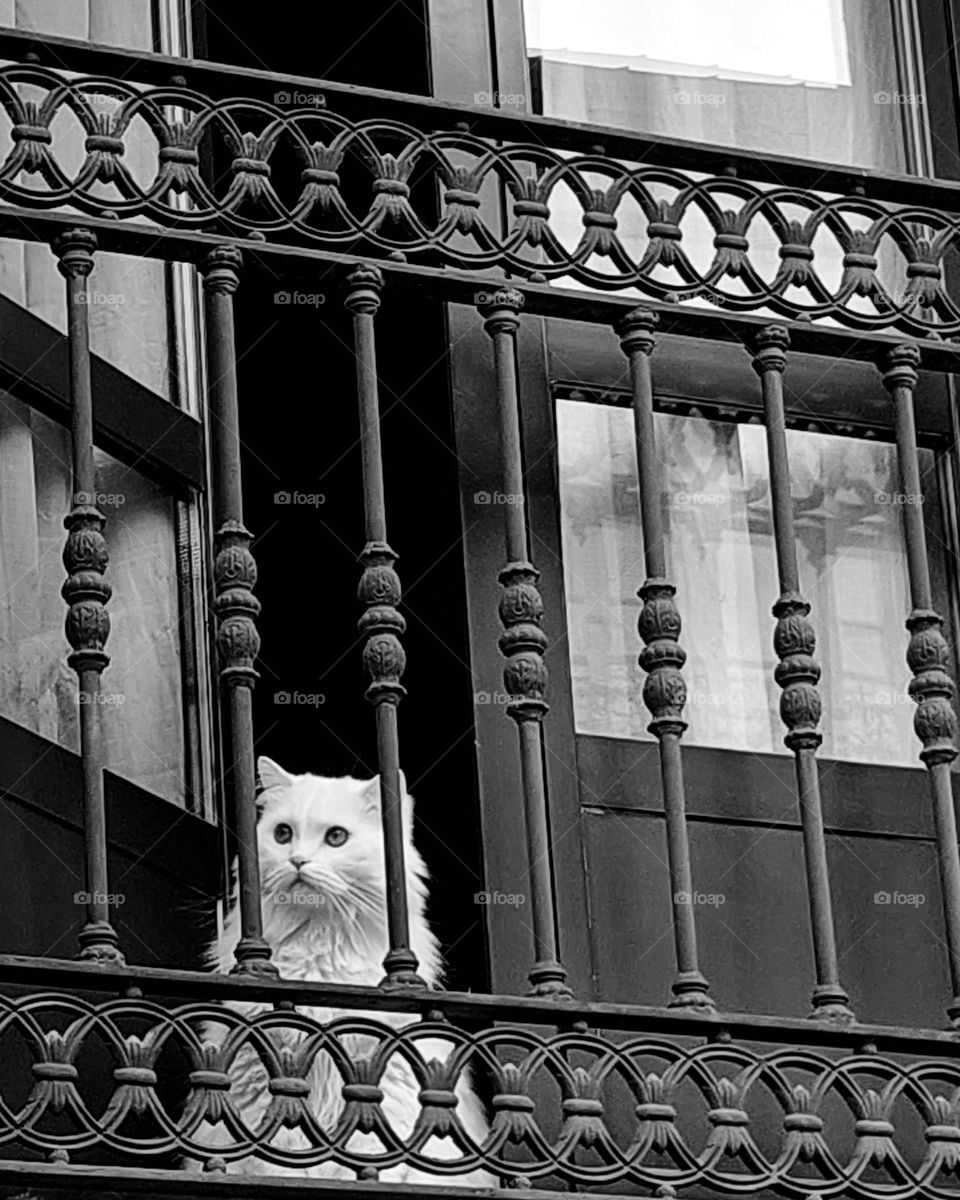 White cat on the balcony