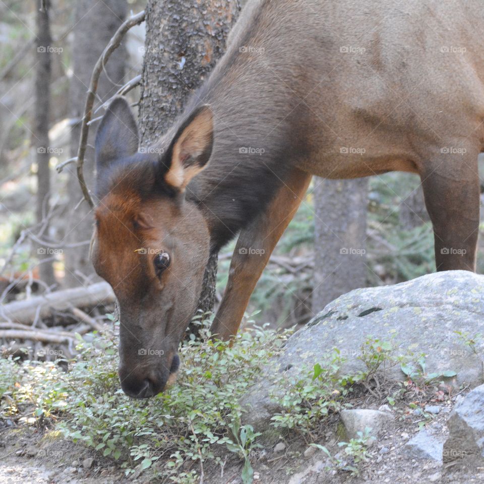 Juvenile elk