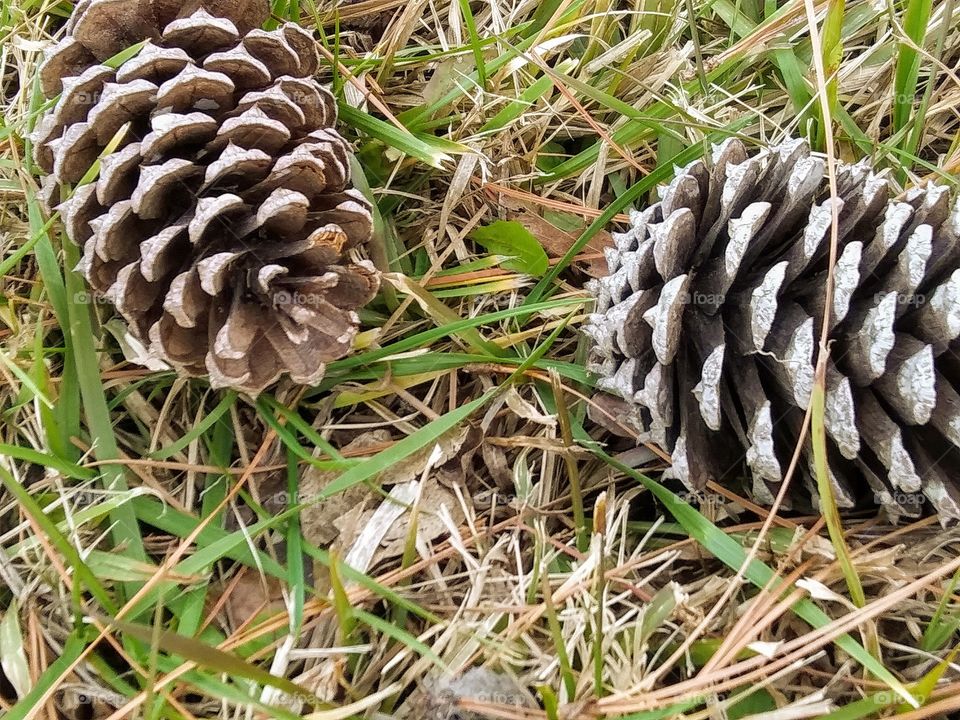 pinecones on the grass