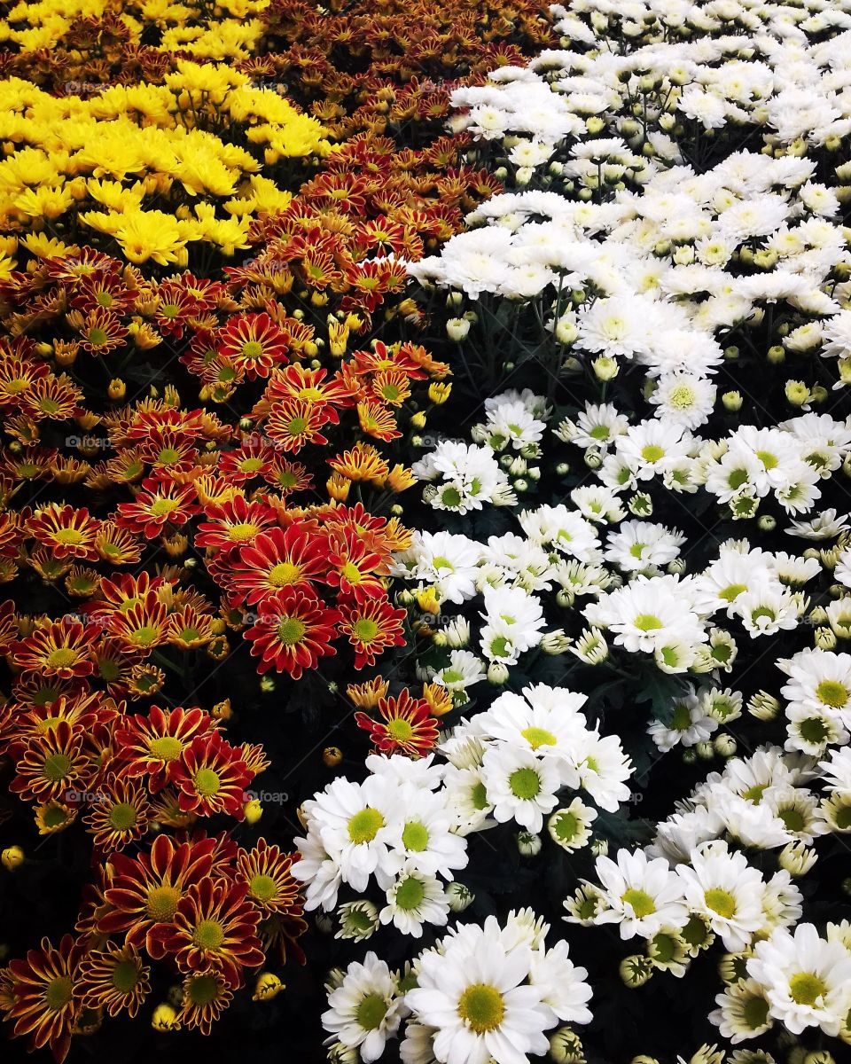 La misma flor en diferentes tonos, hermosa gama de colores 