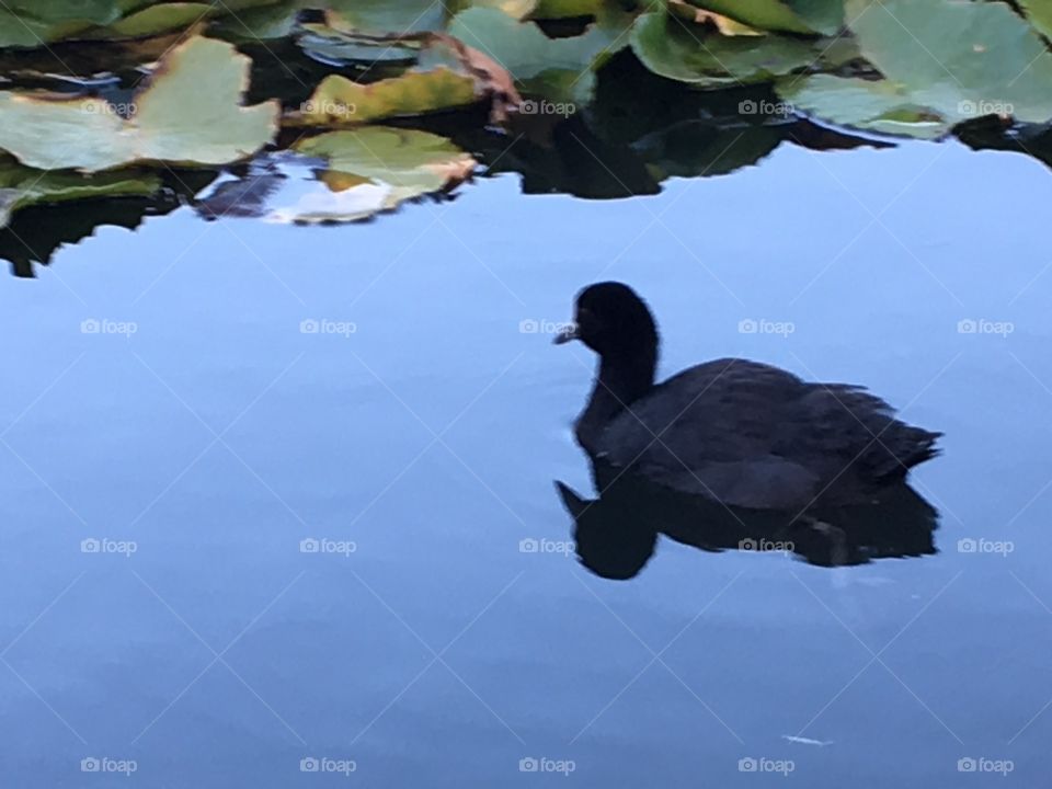 Black bird on the water.