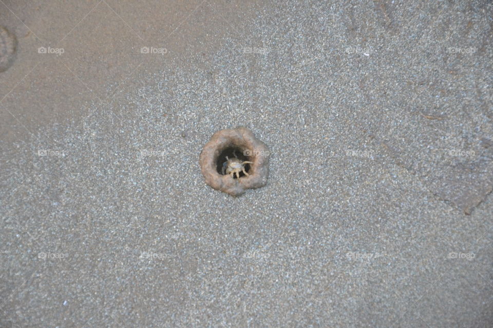 Little Crap coming out from the sand in the Digha Beach(India)