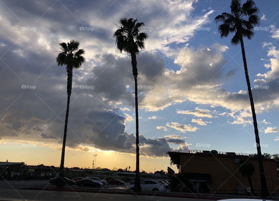 Sunset, palm trees, silhouettes and storm clouds.
