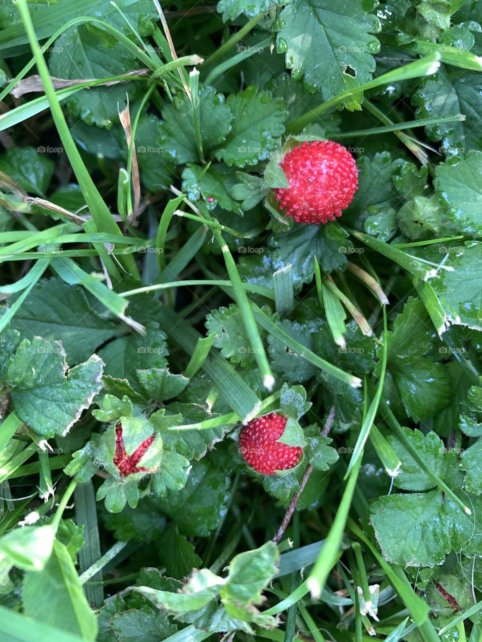 Wild strawberries in various stages of growth in the grass