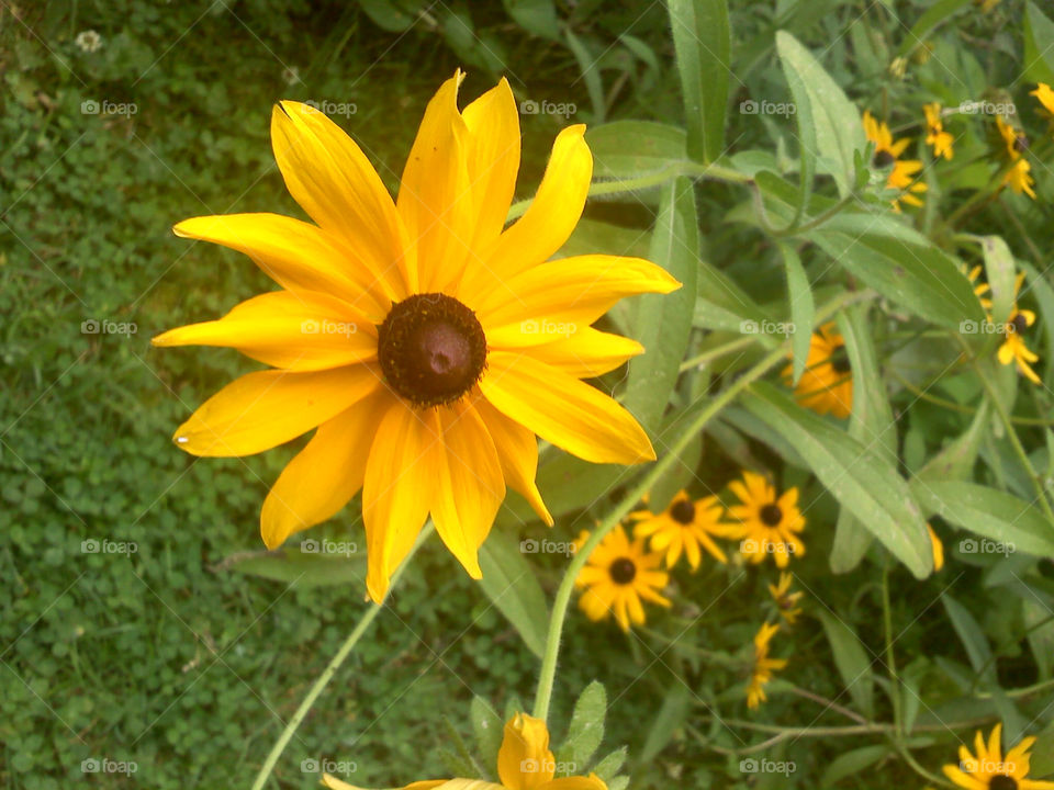 flowers yellow brown eyed by jmh