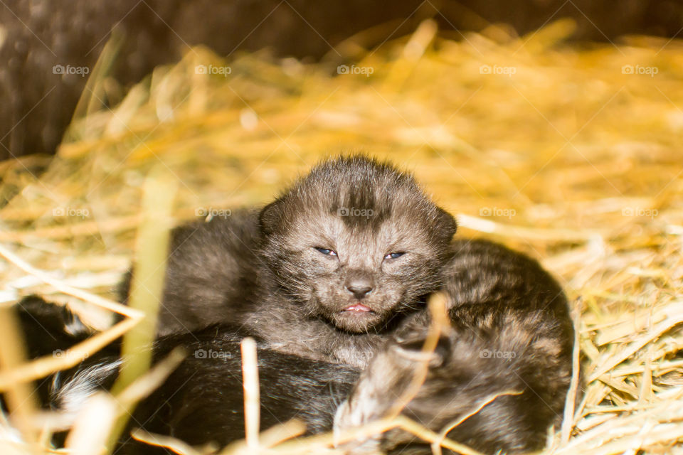 Kittens found on a farm