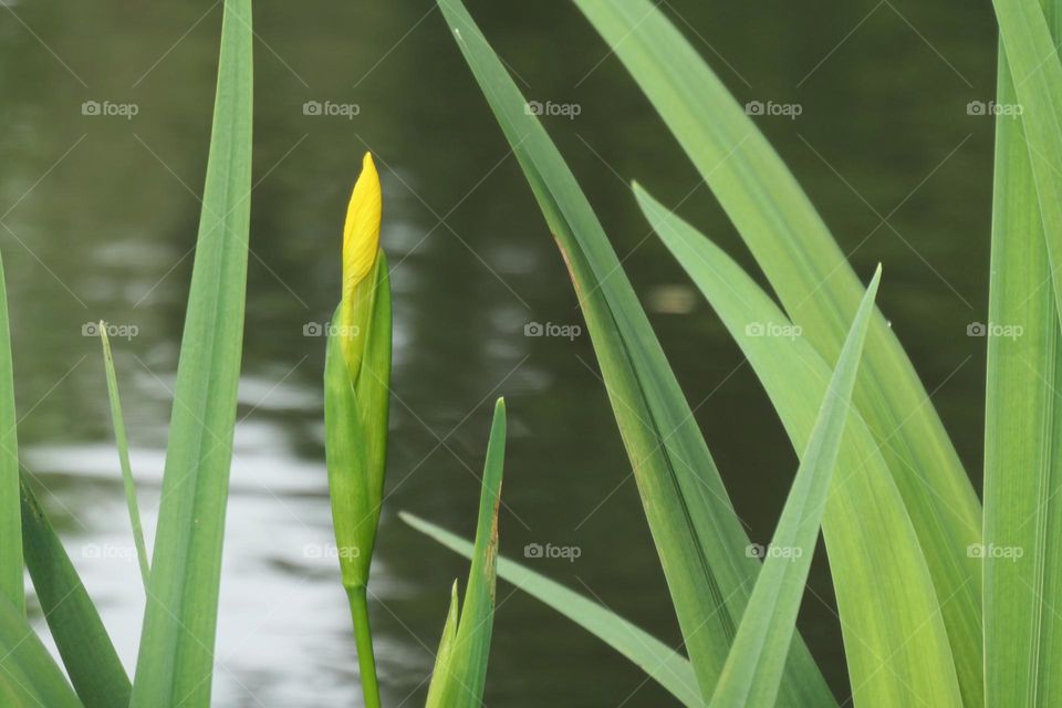 Blooming of a yellow flower