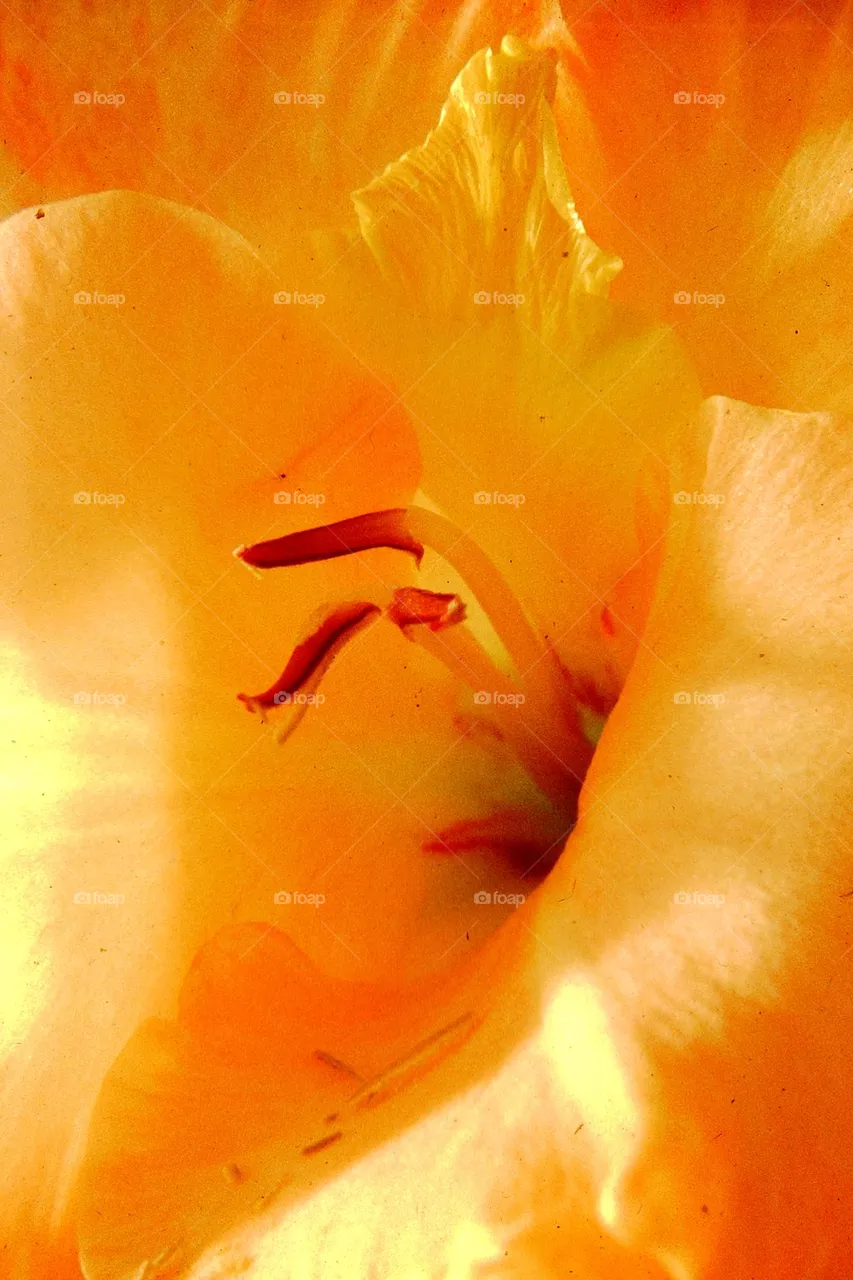 Smell 