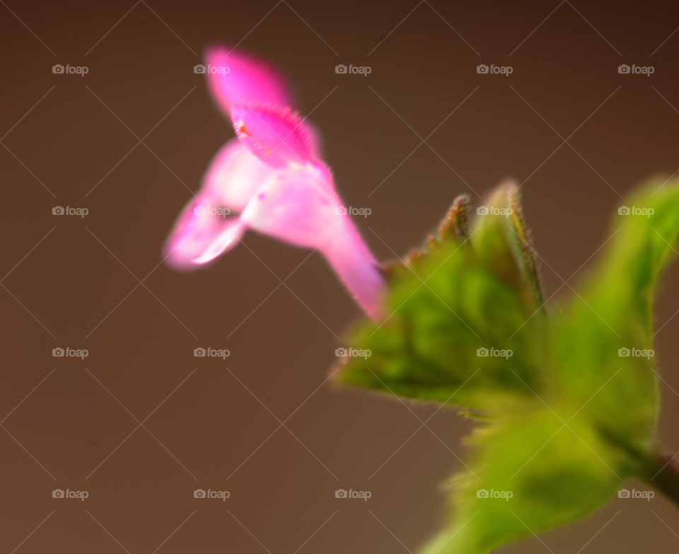 pink flower macro weed by lightanddrawing