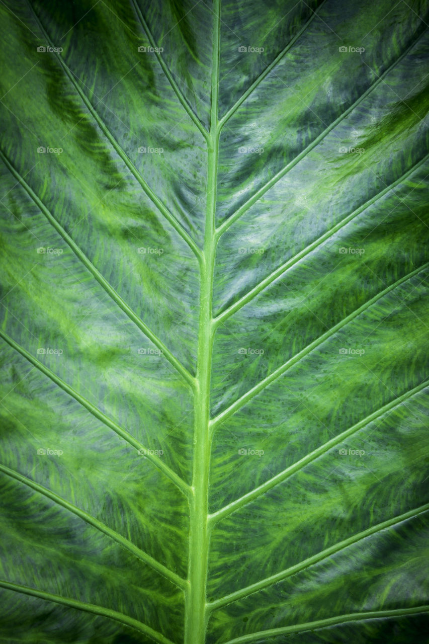 Green nature foliage pattern