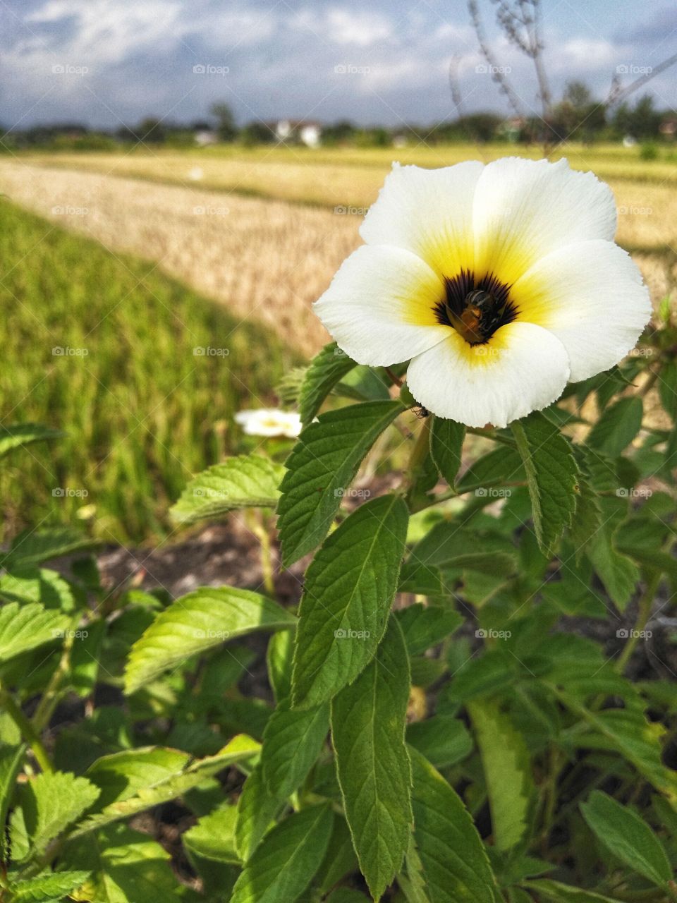one beautiful flower grows on the edge of the rice field
