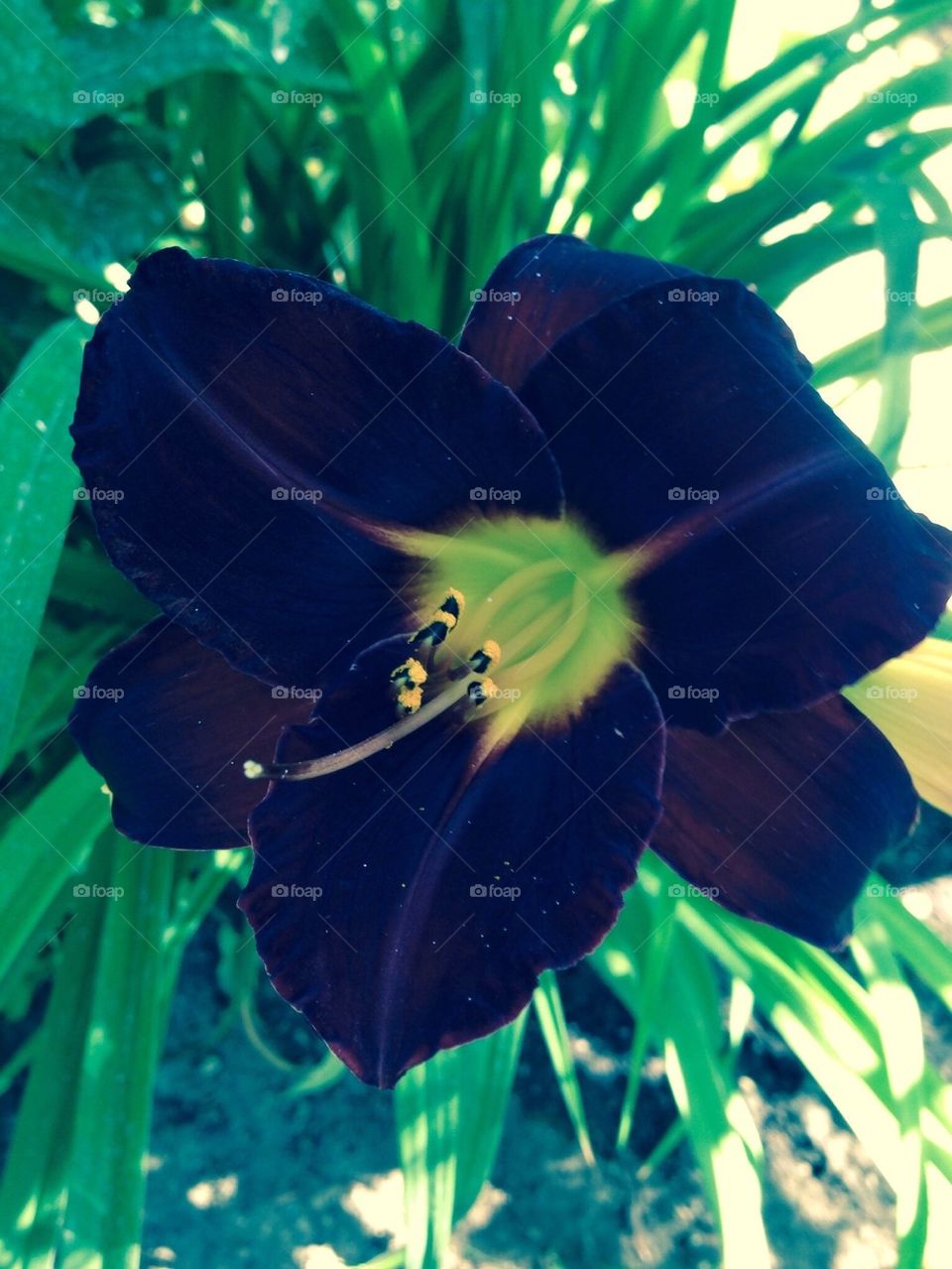 Black velvet day lily