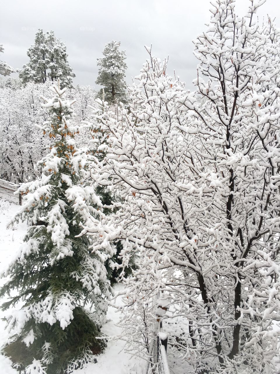 Snowy forest