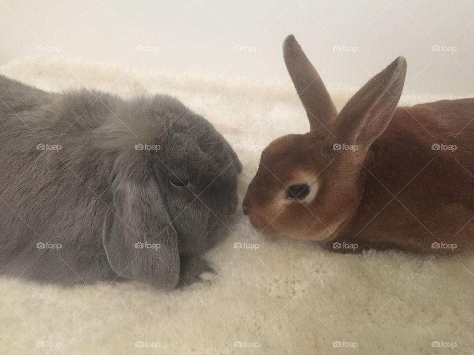 Bun bun